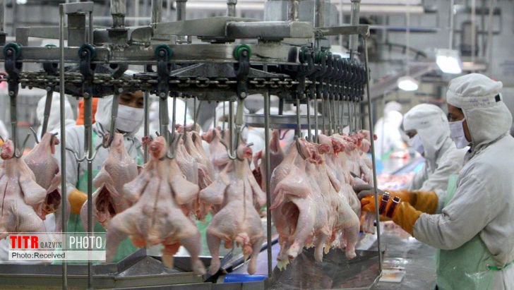 بیش از 35 هزار تن گوشت مرغ تولید داخلی خریداری شد
