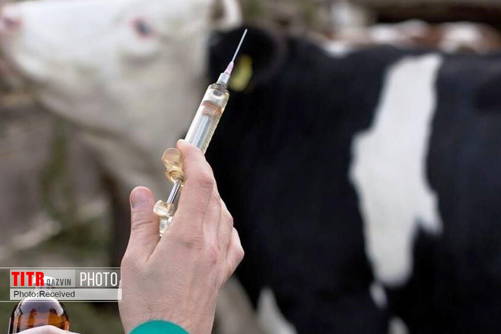 واکسیناسیون سراسری علیه بیماری تب برفکی در 17 استان آغاز شد